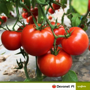 Девонет F1 (500 сем.) семена томата Syngenta