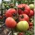 Пінк Хіт F1 (500 нас.) насіння томату Yuksel Seeds