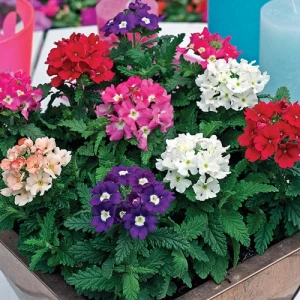 Вербена Тускани / Tuscany (100 сем.) семена цветов Syngenta Flowers