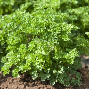 Фрісе насіння петрушки кучерявої (100 г) Clause