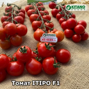 Итиро KS 4559 F1 (500 сем.) семена томата черри Kitano