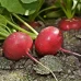 Диего F1 (250 г) семена редиса Hazera Genetics
