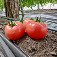 Дейзи PL 6210 F1 (100 нас.) семена томата Ergon Seeds Дейзи PL 6210 F1 (100 нас.) семена томата Ergon Seeds