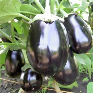 Беллеса Нера (10 г) насіння баклажана Hortus