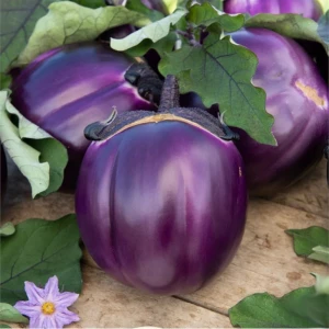 Флоренция (10 г) семена баклажана Hortus