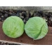 Кеплер F1 семена капусты б/к (2500 сем.) Syngenta