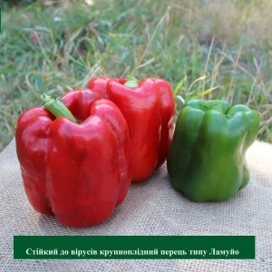 Синатра F1 (PL 6721), 500 сем. перца сладкого Bakker Brothers