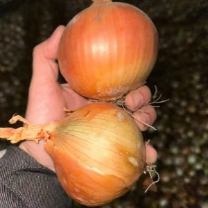 Медуза F1 (250 000 сем.) семена лука репчатого Takii Seeds