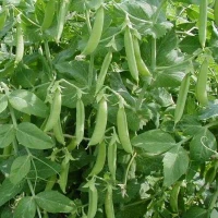 Шугар Флеш, семена гороха овощного (на вес) Syngenta. Цена за 1 кг