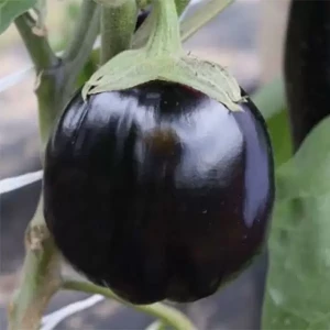 Гелиос (2 г) семена баклажана Элитный ряд