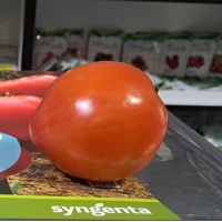 Пеконет F1 (500 нас.) насіння томату Syngenta