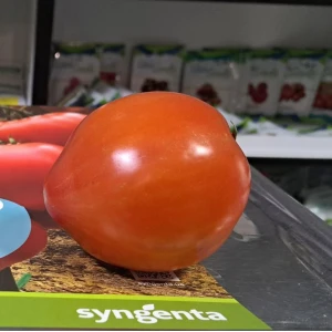 Пеконет F1 (500 нас.) насіння томату Syngenta Пеконет F1 (500 нас.) насіння томату Syngenta