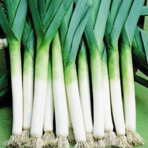 Американський прапор (50 г) насіння цибулі порей (Hortus)