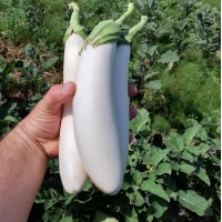 Мобі Дік F1 (250 нас.) насіння білого баклажану Libra Seeds