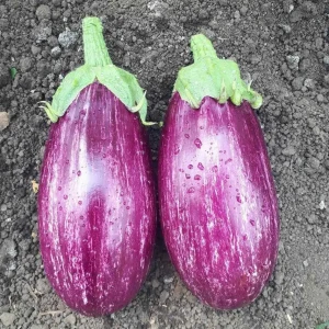 CRX 50141 F1 (100 сем.) семена баклажана типа Зебра Cora Seeds