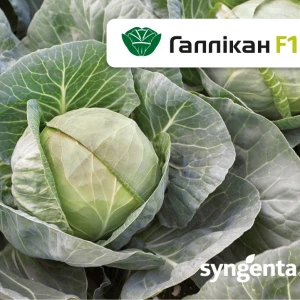 Галликан F1 (2500 сем.) семена капусты б/к Syngenta Галликан F1 (2500 сем.) семена капусты б/к Syngenta