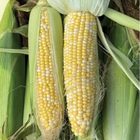 БСС 1075 F1 (5000 нас.) насіння кукурудзи солодкої біколор Syngenta