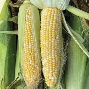 БСС 1075 F1 (5000 нас.) насіння кукурудзи солодкої біколор Syngenta БСС 1075 F1 (5000 нас.) насіння кукурудзи солодкої біколор Syngenta