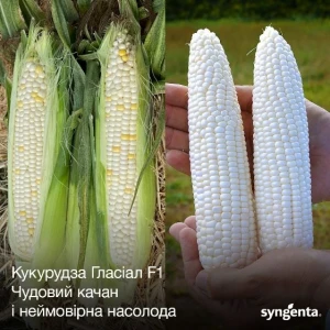 Гласіал F1 (5000 нас.) насіння кукурудзи солодкої Syngenta Гласіал F1 (5000 нас.) насіння кукурудзи солодкої Syngenta