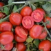 1015 F1 (500 сем.) семена томата Spark Seeds 1015 F1 (500 сем.) семена томата Spark Seeds