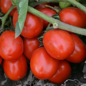 1015 F1 (500 сем.) семена томата Spark Seeds 1015 F1 (500 сем.) семена томата Spark Seeds