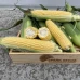 Свит Лаки F1 (2500 сем.) семена кукурузы сладкой Spark Seeds