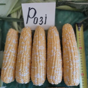 Розі (Роуз) F1 (5000 нас.) насіння кукурудзи солодкої біколор Clause Розі (Роуз) F1 (5000 нас.) насіння кукурудзи солодкої біколор Clause