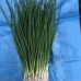 Гринпик F1 (250 000 сем.) семена лука зеленого Spark Seeds