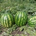НУН 21613 F1 насіння кавуна (1000 нас.) Nunhems НУН 21613 F1 насіння кавуна (1000 нас.) Nunhems