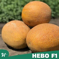 Нево F1 (1000 нас.) насіння дині Hazera Нево F1 (1000 нас.) насіння дині Hazera