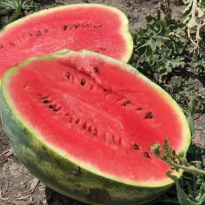 Біант F1 (1000 нас.) насіння кавуна Yuksel seeds