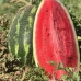 Біант F1 (1000 нас.) насіння кавуна Yuksel seeds