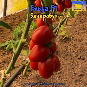 Ельза F1 (250 нас.) насіння томату Spark Seeds