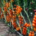 Мода F1 (100 нас.) насіння томату чері Yuksel Seeds