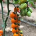 Мода F1 (100 нас.) насіння томату чері Yuksel Seeds