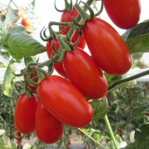Цуккерино F1 (100 сем.) семена томата Cora Seeds