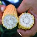 Форвард F1 (2500 нас.) насіння кукурудзи солодкої Spark Seeds