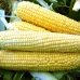 Форвард F1 (2500 нас.) насіння кукурудзи солодкої Spark Seeds