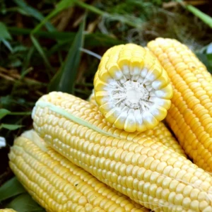 Форвард F1 (2500 нас.) насіння кукурудзи солодкої Spark Seeds