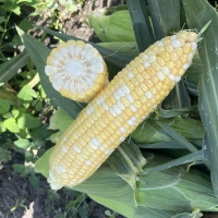 Казіно F1 (2500 нас.) насіння кукурудзи солодкої біколор Spark Seeds
