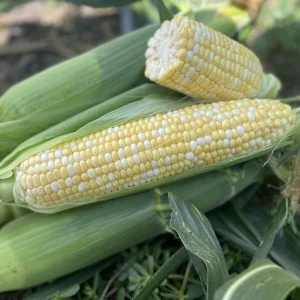 Екшен F1 (2500 нас.) насіння кукурудзи солодкої біколор Spark Seeds