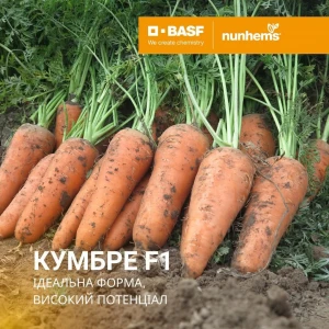 Кумбре F1 фр. 1,8 - 2,0 (100 000 нас.) семена моркови Nunhems Кумбре F1 фр. 1,8 - 2,0 (100 000 нас.) семена моркови Nunhems