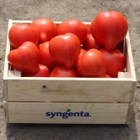 Доминет F1 (500 сем.) семена томата Syngenta