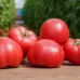 Манекро F1 (500 сем.) семена томата Syngenta