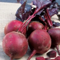 Детройт (500 г) семена свеклы Pop Vriend Seeds