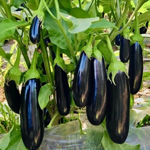 Карадаг F1 насіння баклажану (1000 нас.) Manier Seeds Карадаг F1 насіння баклажану (1000 нас.) Manier Seeds
