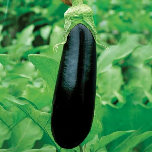 Эльдорадо F1 (250 сем.) семена баклажана Libra Seeds
