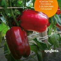 Балта F1 (500 сем.) семена перца сладкого Syngenta Балта F1 (500 сем.) семена перца сладкого Syngenta