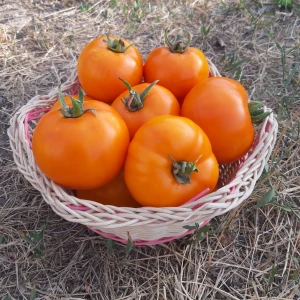 Батур F1 (100 нас.) насіння томату Libra Seeds