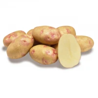 Пікассо 2,5 кг насіннєва картопля (1 репродукція)
